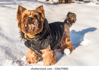 Yorkshire Terrier Dog In The Snow In Winter