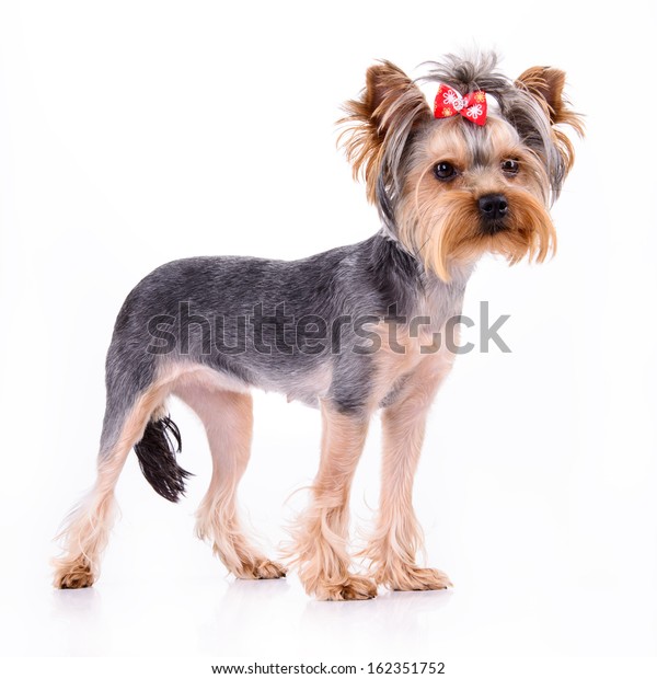 Yorkshire Terrier Dog Stand Pet Portrait Stock Photo Edit Now