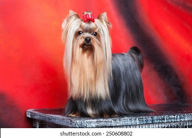 Yorkshire Terrier Dog Standing