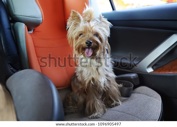 Yorkshire terrier dog with sticking out tongue\
sitting in a car\
seat.