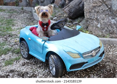 Yorkshire Terrier Driving Convertible Sports Car