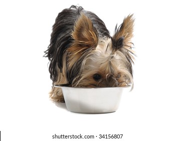 Yorkshire Terrier Eating Images Stock Photos Vectors Shutterstock