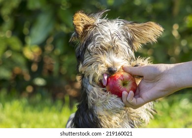 Yorkshire Terrier Is Eating Apple