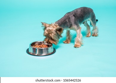 Yorkshire Terrier Eating Food From Dish. Isolated