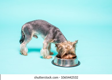 Yorkshire Terrier Eating Food From Dish. Isolated