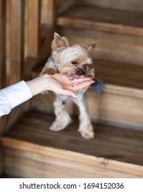 Yorkshire Terrier Eating From Hand