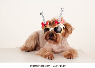 Yorkshire terrier  in funny glasses in the form of a guitar on a white background