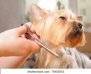 yorkshire terrier getting his hair cut at the groomer