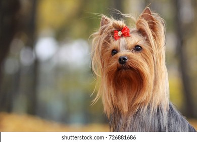 Yorkshire terrier in the gold autumn.