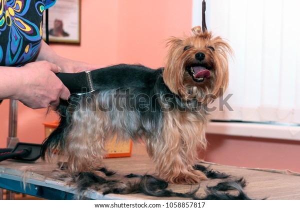 Yorkshire Terrier Grooming Stock Photo Edit Now 1058857817