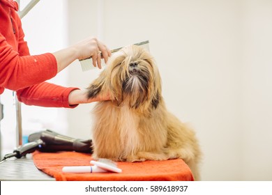 Yorkshire terrier with grooming master in salon. pet, health care and people concept