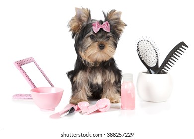 Yorkshire terrier with grooming products isolated on white background