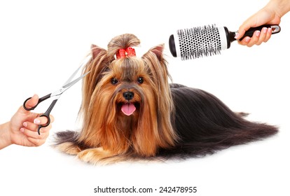 Yorkshire terrier grooming at the salon for dogs, isolated on white