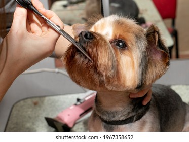 Yorkshire terrier haircut. Grooming by a professional groomer in the salon. Happy dog at the groomer. The groomer holds the dog with his hand. Pet haircut. Dog show - Shutterstock ID 1967358652
