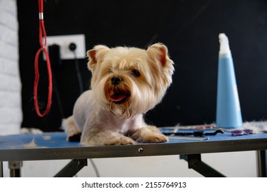 A Yorkshire Terrier With A Hairy Head And A Shaved Body Is Lying On A Table.