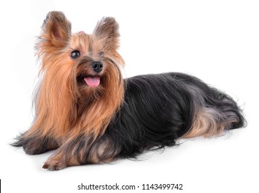 Yorkshire Terrier Isolated On White