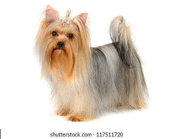 Yorkshire Terrier  Isolated On  White