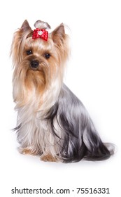 Yorkshire Terrier Isolated On White