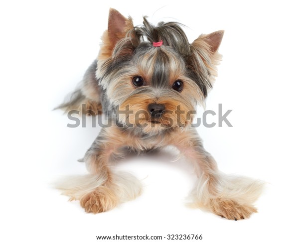 Yorkshire Terrier Large Beautiful Eyes Short Stock Photo Edit Now