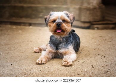 Yorkshire Terrier laying down looking at the camera by a wall