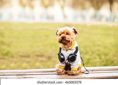 Yorkshire terrier listening music on the street . Dog in windcheater whith headphones,