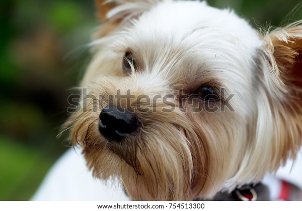 yorkie muzzle