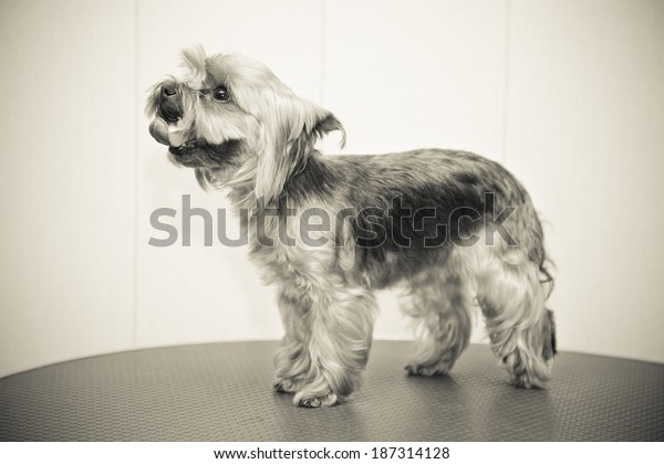Yorkshire Terrier Neat Haircut Small Dog Stock Photo Edit Now