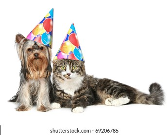 Yorkshire terrier and a Norwegian forest cat in festive cones resting on a white background