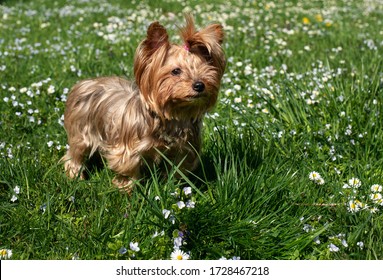 ヨークシャーテリア Hd Stock Images Shutterstock