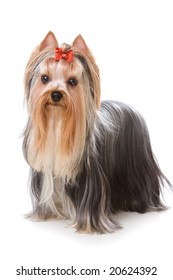 Yorkshire Terrier On White Background