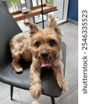 Yorkshire terrier panting in chair