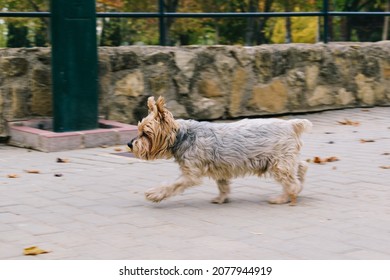 Yorkshire Terrier Playing In The Park.