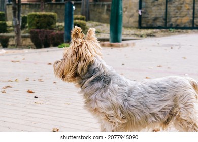 Yorkshire Terrier Playing In The Park.