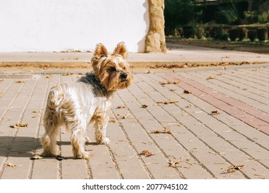 Yorkshire Terrier Playing In The Park.