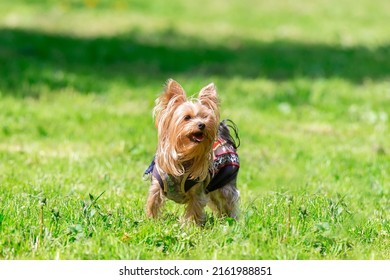 Yorkshire Terrier Playing In The Park On The Grass