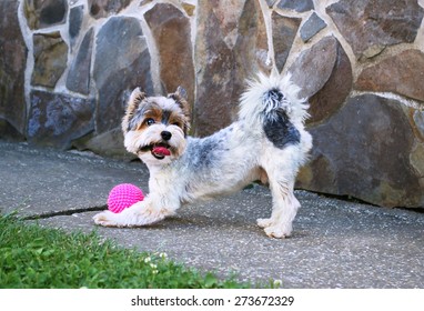 Yorkshire Terrier Playing With Pink  Ball