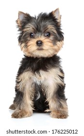 Yorkshire Terrier Puppy (2,5 Month). Portrait On White Background