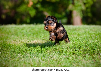 Yorkshire Terrier Puppy