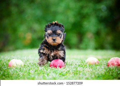 Yorkshire Terrier Puppy