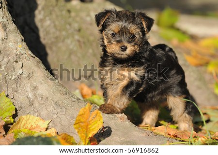 Yorkshire terrier puppy 7 weeks plays in the garden Stock foto © 