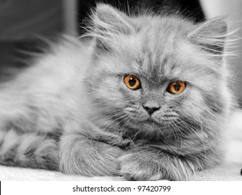 Chat Calin Images Stock Photos Vectors Shutterstock