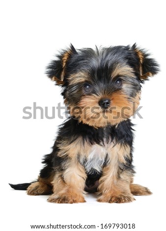 yorkshire terrier puppy the age of 3 month isolated on white 