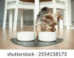 Yorkshire Terrier Puppy Exploring the Kitchen and Enjoying Its Meal