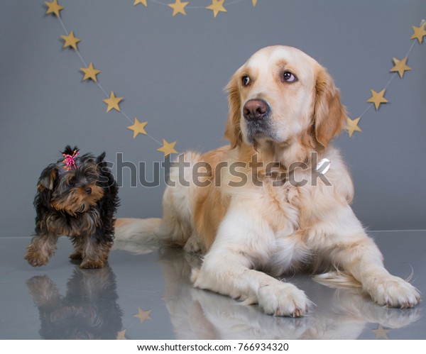 Yorkshire Terrier Puppy Golden Retriever Stock Image Download Now