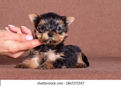 Newborn Yorkshire Terrier Puppy Images Stock Photos Vectors Shutterstock