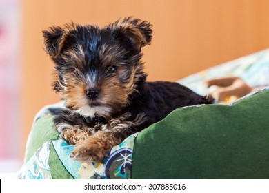 Yorkshire Terrier Puppy At Home