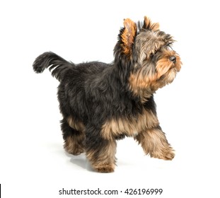 Yorkshire Terrier Puppy Isolated On White