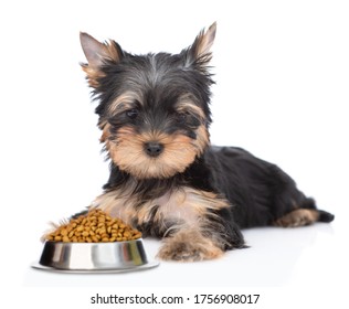 Yorkshire Terrier puppy lies with bowl of dry dog food. isolated on white background