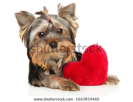 A Yorkshire Terrier puppy lies with a red soft toy in the shape of a heart on a white background