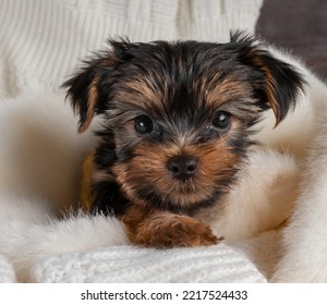 A Yorkshire Terrier puppy on an autumn background. Copy space - Powered by Shutterstock